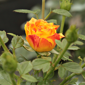Floribunda ruže - Ruža - Irish Eyes™ - 